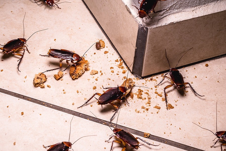 Знищення тарганів і кліщів: чим важливий PEST-контроль для підприємств